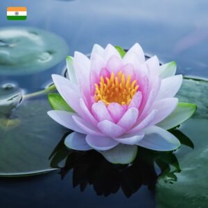 "Aromatika" Lotoso aromato smilkalai - Image 2