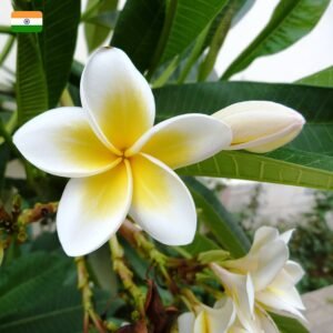 "Satya" Egiptietiško jazmino aromato smilkalai - Image 2