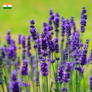 "Aromatika" Levandų aromato smilkalai - Image 2