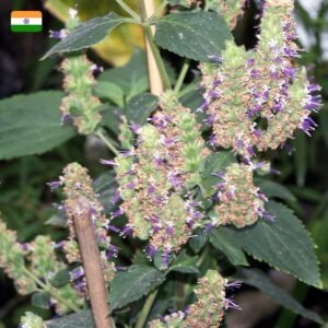 "Aromatika" Pačiulio aromato smilkalai - Image 2