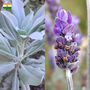 "Tribal soul" Baltojo šalavijo + Levandos aromato smilkalai - Image 2